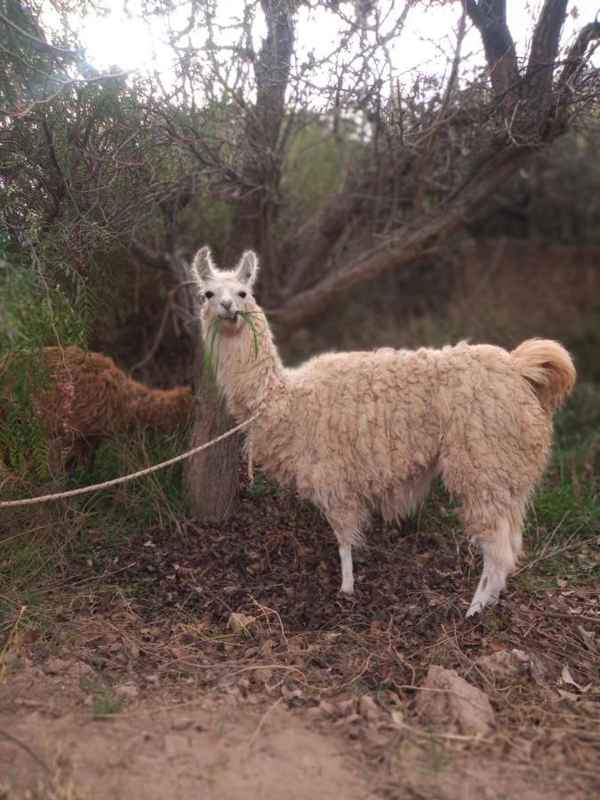 Con Llamas