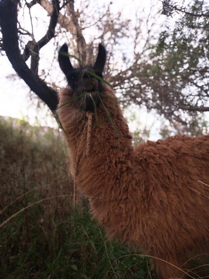 Con Llamas * Maimara