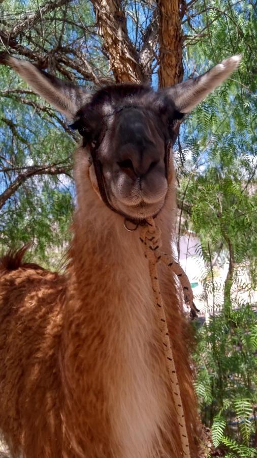 Chalet Con Llamas *